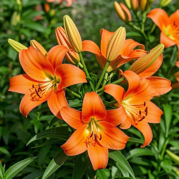 🌺Double Perfume Lily Bulbs—Fresh and Sweet