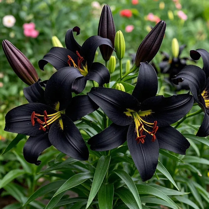 🌺Double Perfume Lily Bulbs—Fresh and Sweet