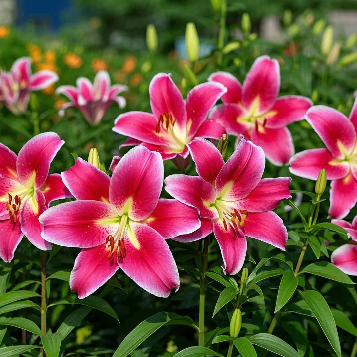 🌺Double Perfume Lily Bulbs—Fresh and Sweet