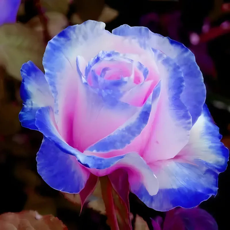 Blue Enchantress Rose Seeds For Garden