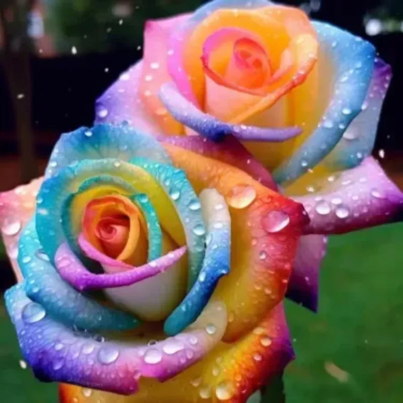 Blue Enchantress Rose Seeds For Garden