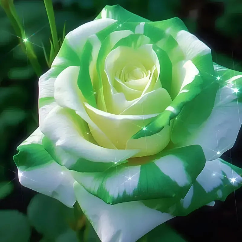 Blue Enchantress Rose Seeds For Garden