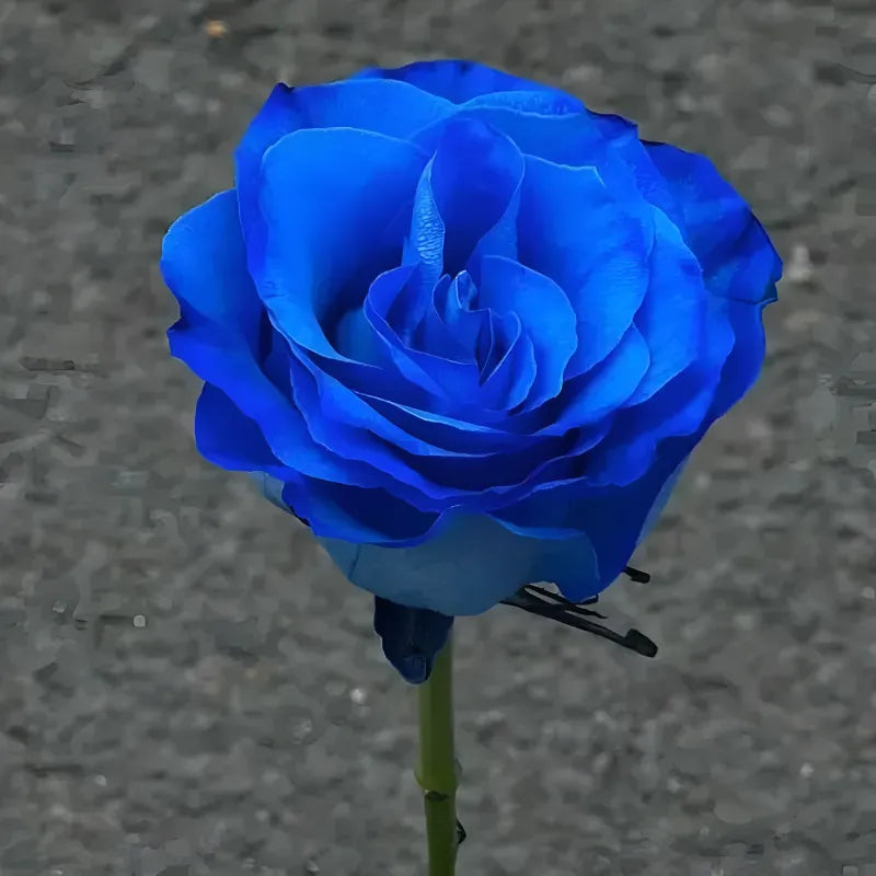 Blue Enchantress Rose Seeds For Garden