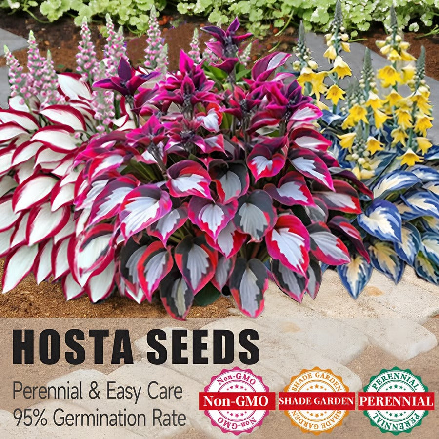 🔥Premium Rare Hosta Seeds🌿Shade-Tolerant Plant