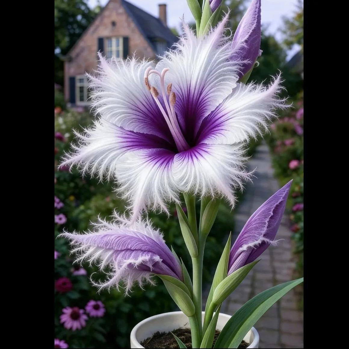 🔥 Last Day OF Sale OF 49 % OFF 🔥 --🪶 Rare Feather-Edged Lily Seeds – Stunning Pink & White Blooms, Easy to Grow