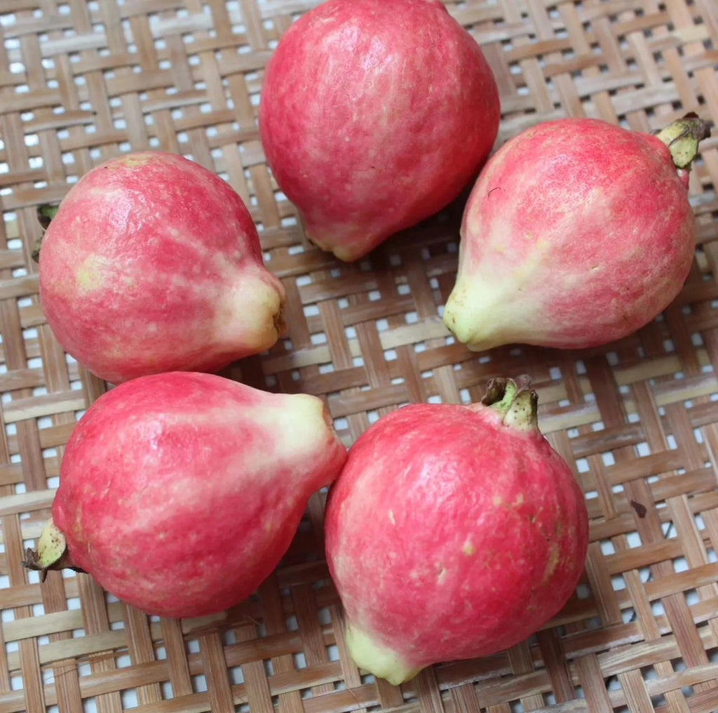🎆Hot Sale🥂Rouge Guava Seeds--The Beauty Of Winter❄️