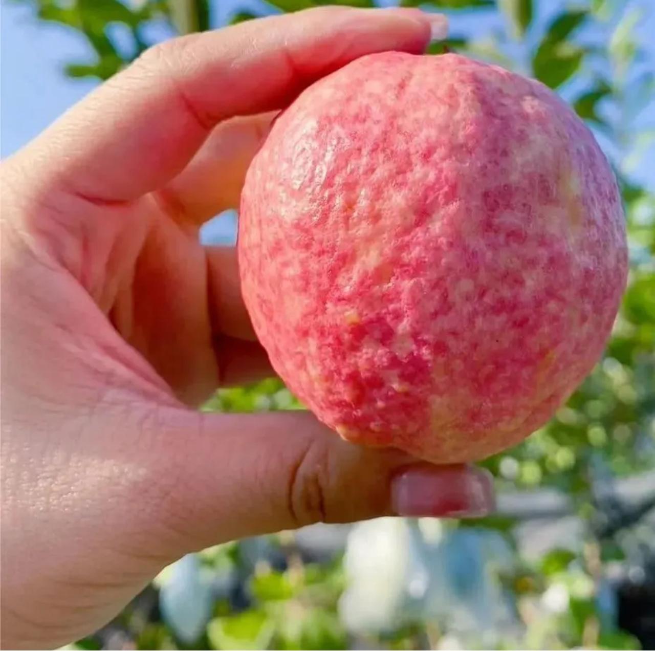 🎆Hot Sale🥂Rouge Guava Seeds--The Beauty Of Winter❄️