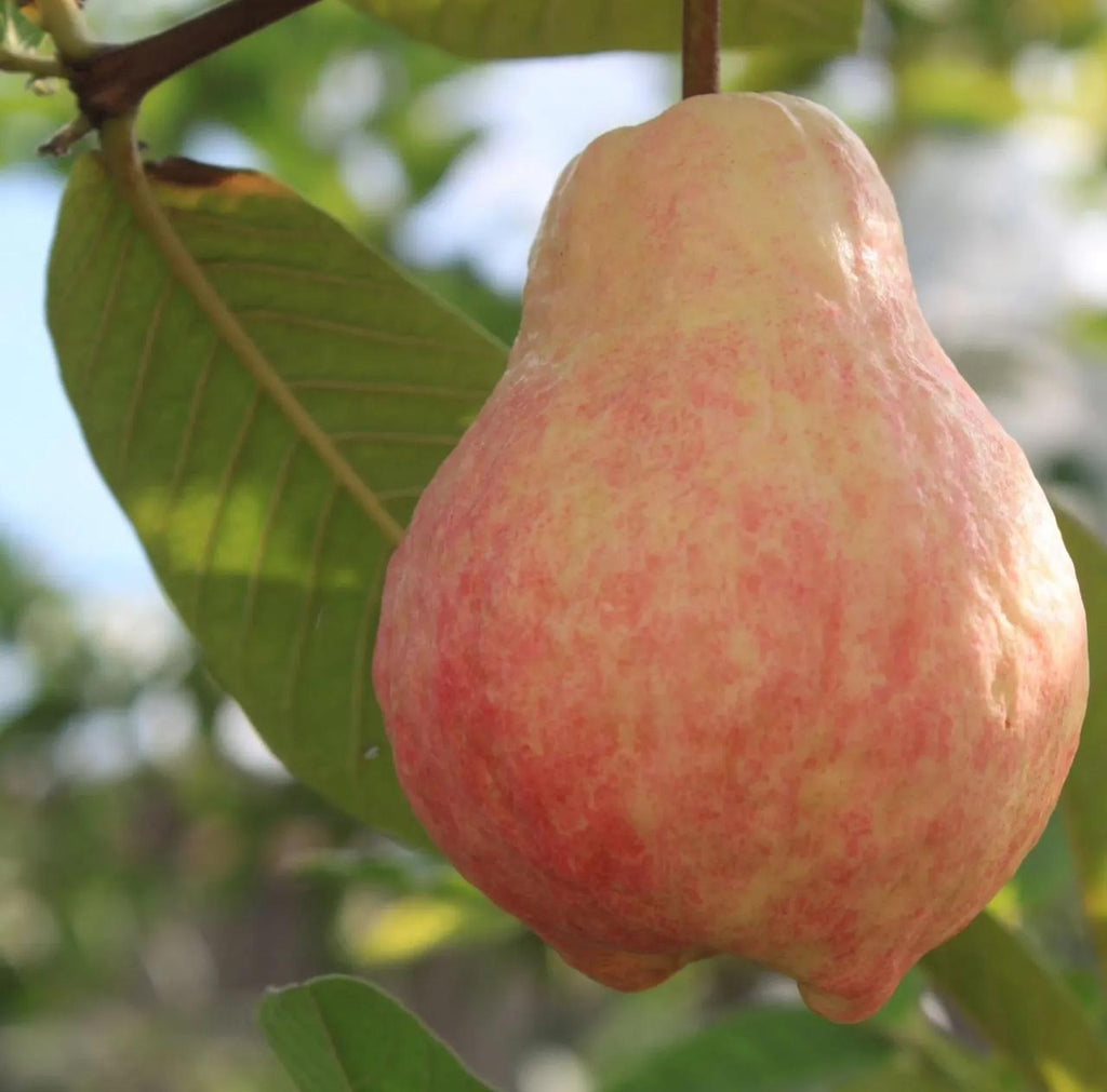 🎆Hot Sale🥂Rouge Guava Seeds--The Beauty Of Winter❄️