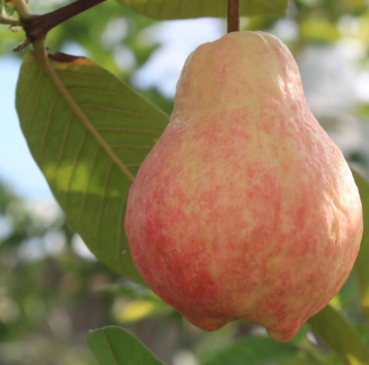 🎆Hot Sale🥂Rouge Guava Seeds--The Beauty Of Winter❄️