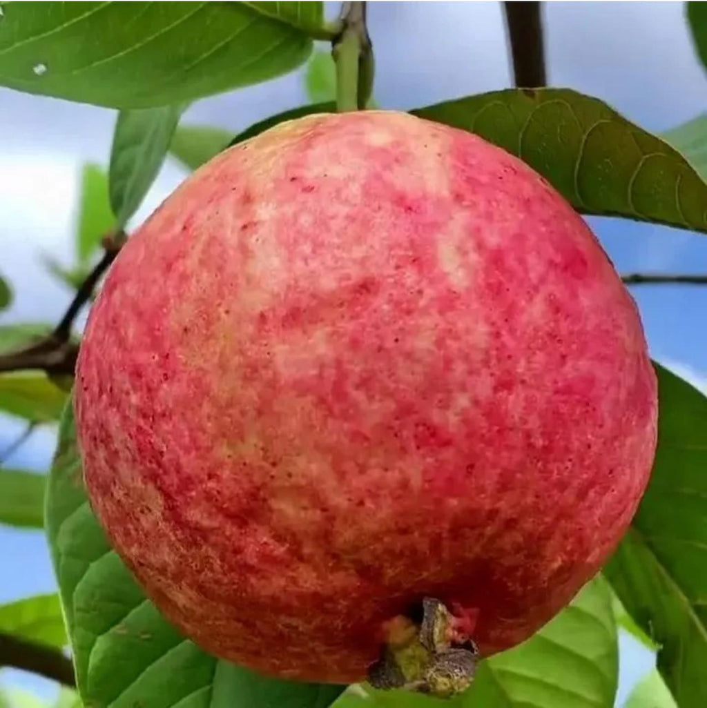 🎆Hot Sale🥂Rouge Guava Seeds--The Beauty Of Winter❄️