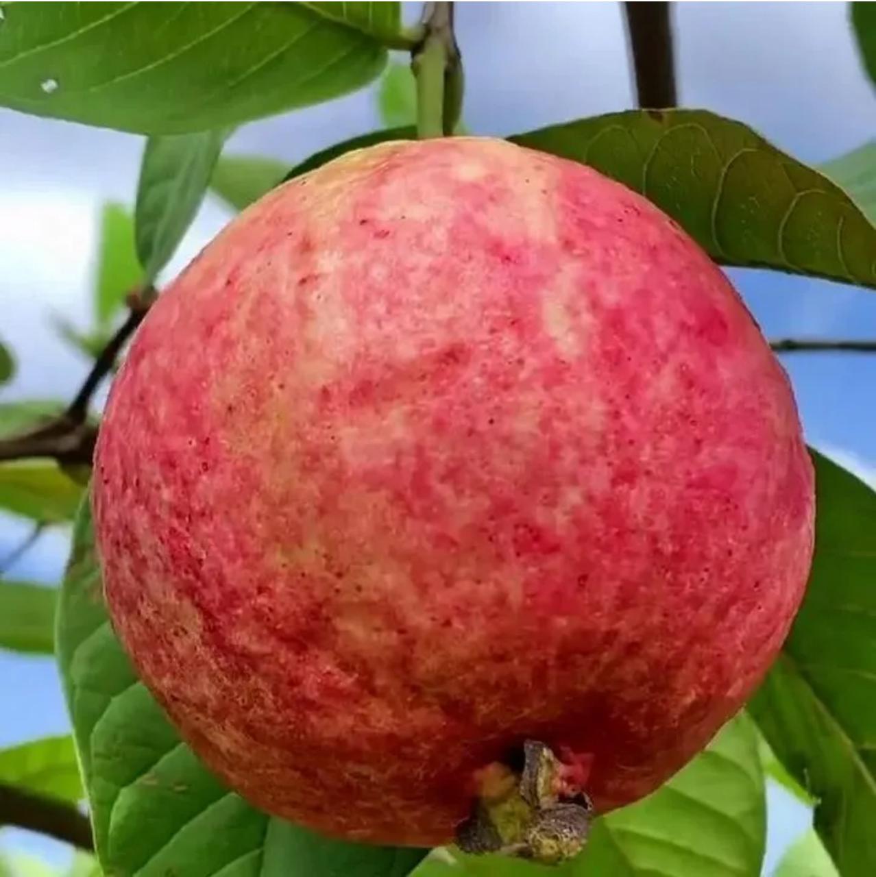 🎆Hot Sale🥂Rouge Guava Seeds--The Beauty Of Winter❄️