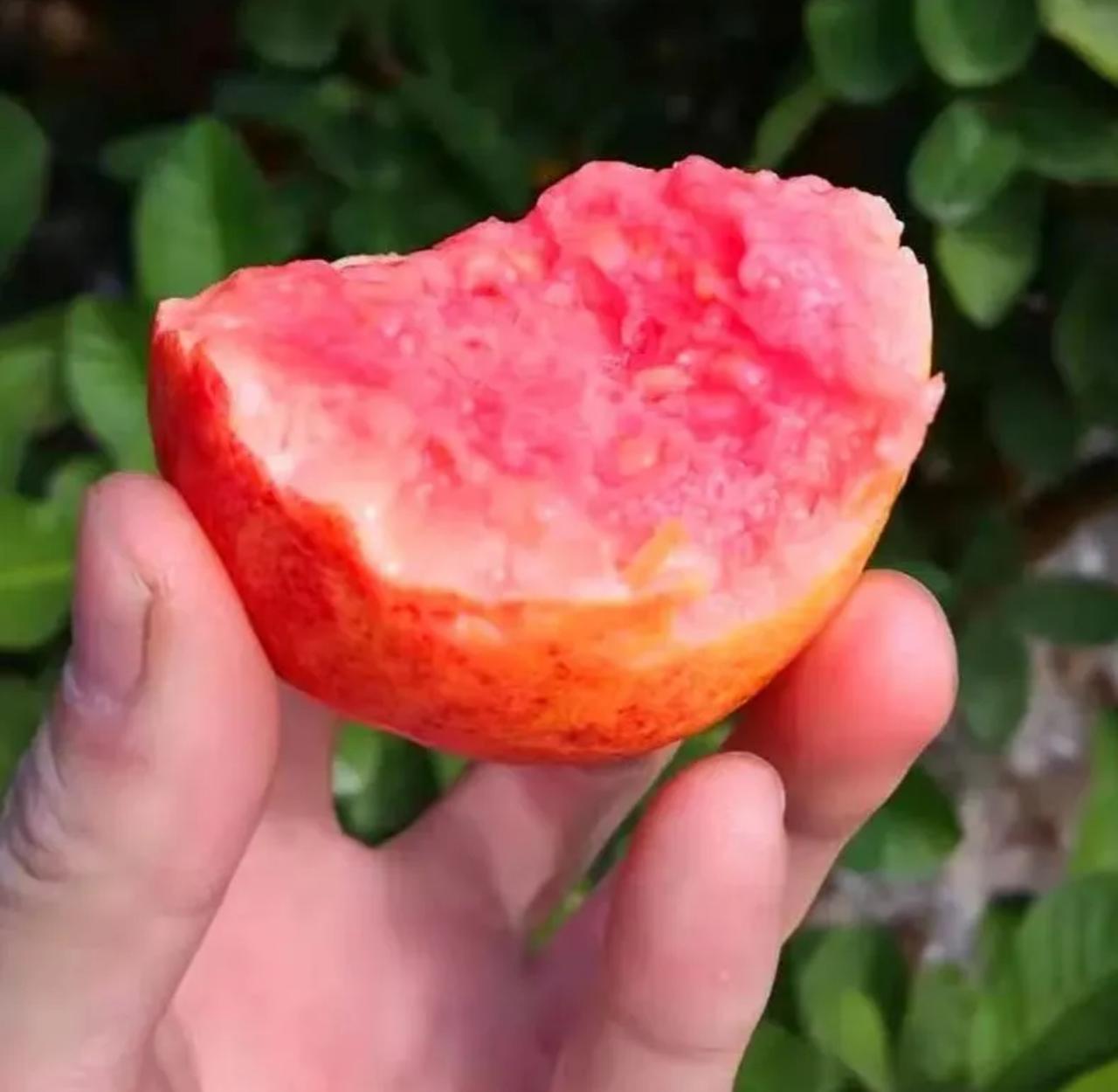 🎆Hot Sale🥂Rouge Guava Seeds--The Beauty Of Winter❄️