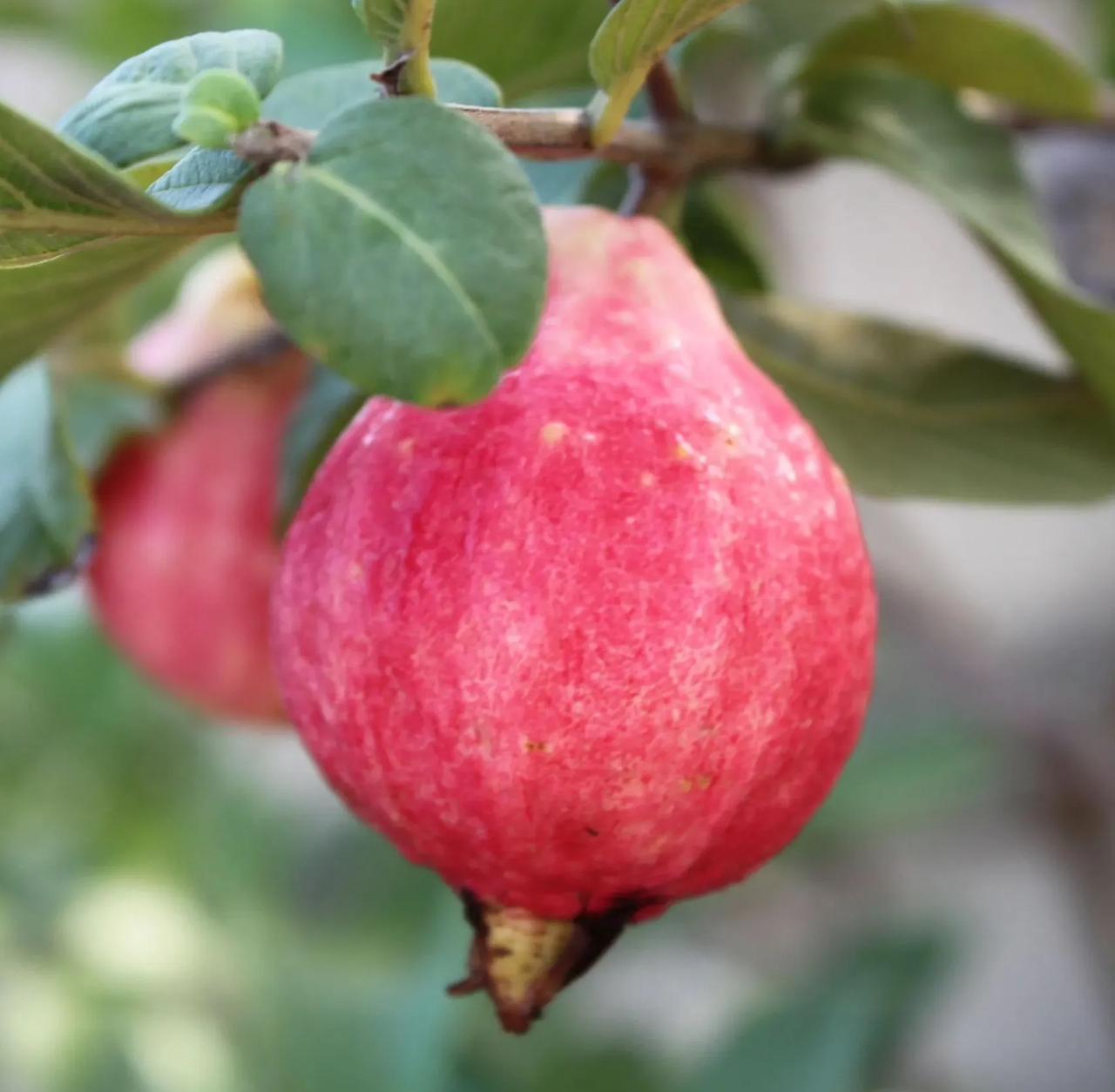 🎆Hot Sale🥂Rouge Guava Seeds--The Beauty Of Winter❄️
