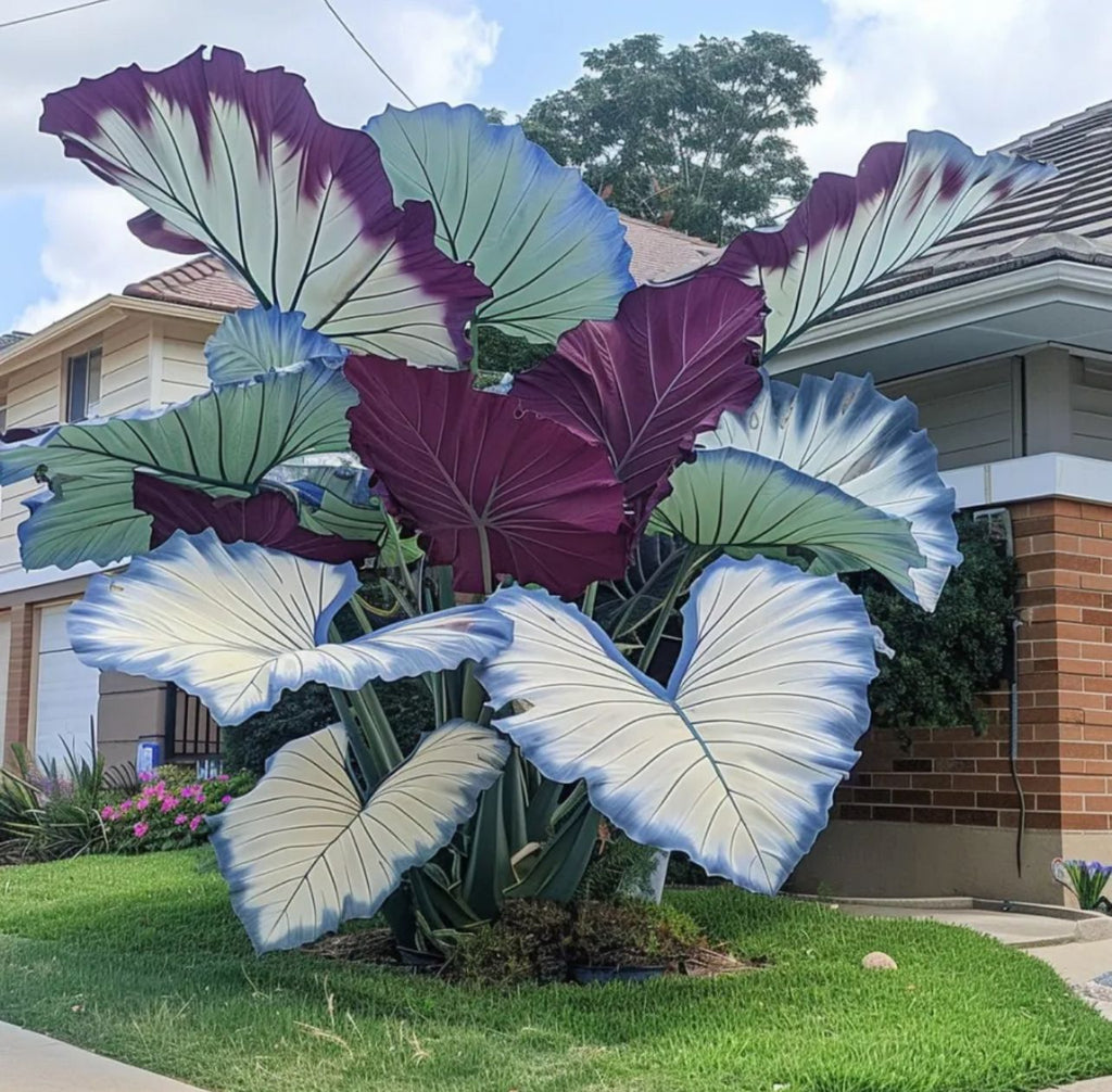 🌈 Giant Caladium Bulbs 🎊The color wizard that creates a dream garden 🌿✨