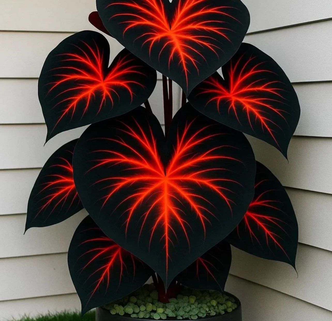 🌈 Giant Caladium Bulbs 🎊The color wizard that creates a dream garden 🌿✨