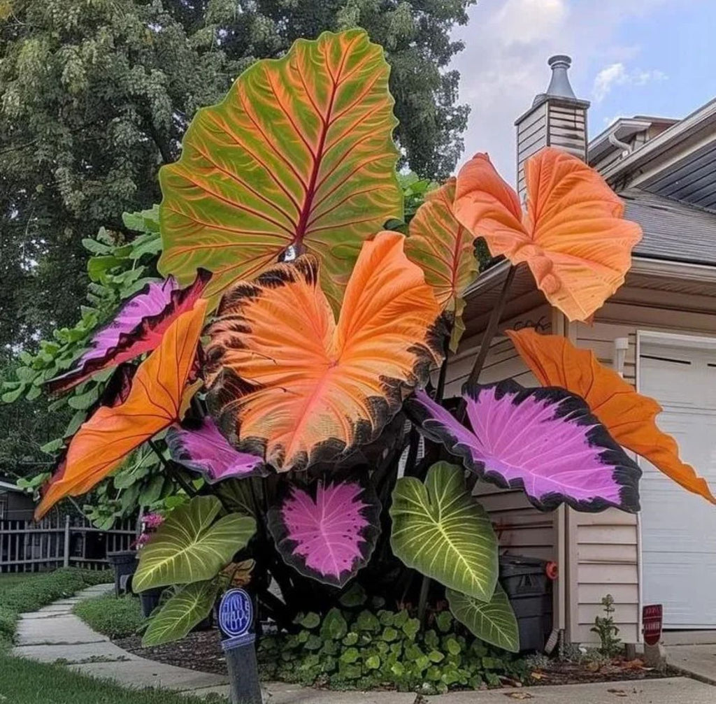 🌈 Giant Caladium Bulbs 🎊The color wizard that creates a dream garden 🌿✨