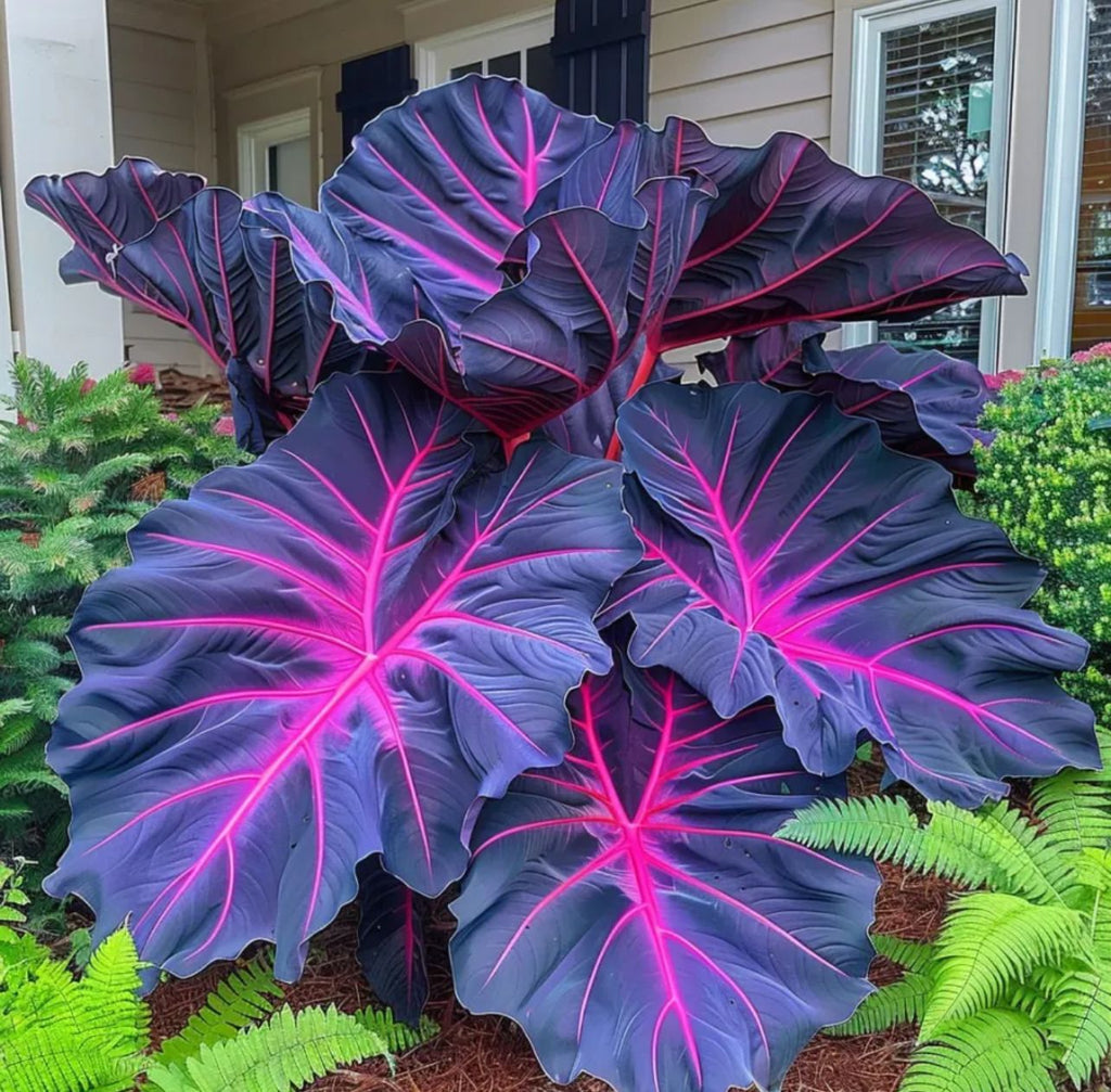 🌈 Giant Caladium Bulbs 🎊The color wizard that creates a dream garden 🌿✨