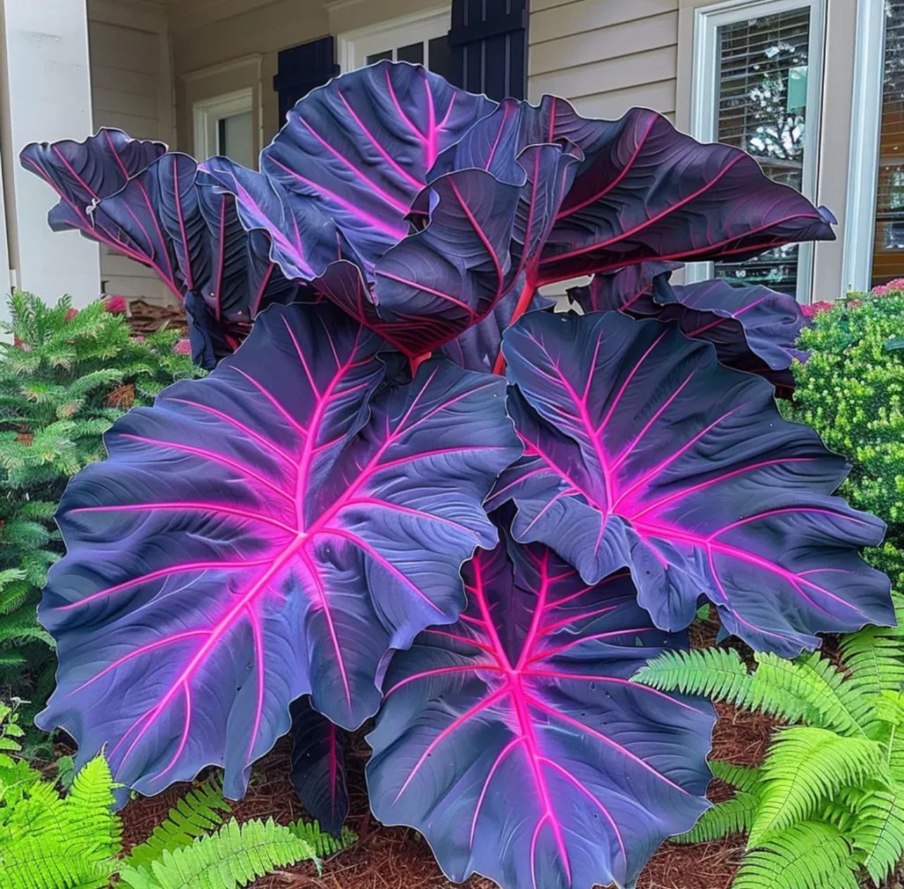🌈 Giant Caladium Bulbs 🎊The color wizard that creates a dream garden 🌿✨
