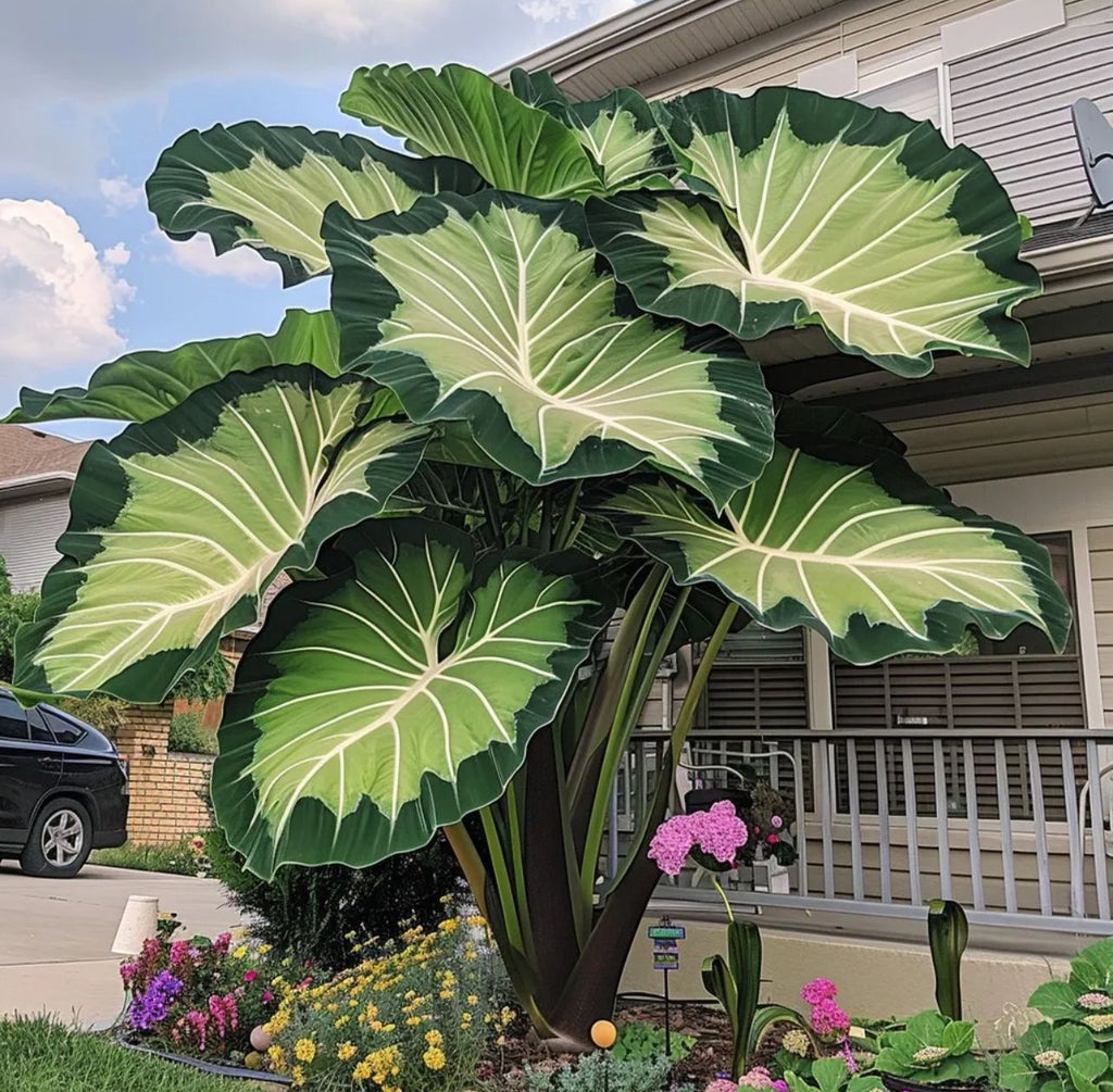 🌈 Giant Caladium Bulbs 🎊The color wizard that creates a dream garden 🌿✨