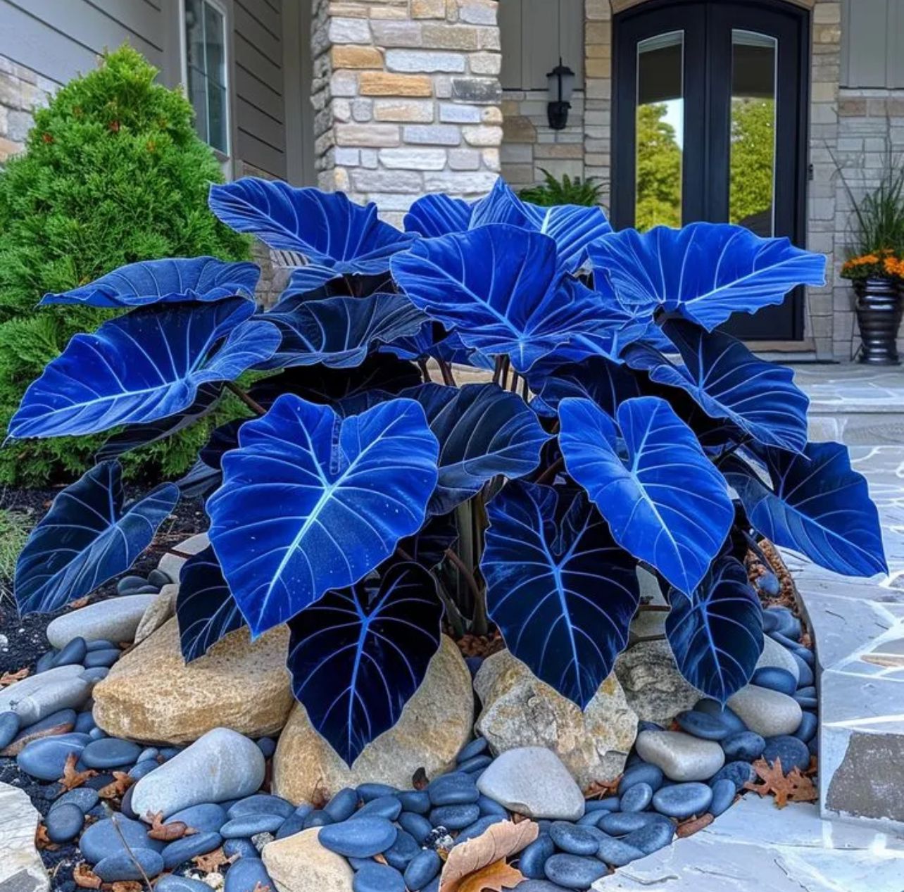 🌈 Giant Caladium Bulbs 🎊The color wizard that creates a dream garden 🌿✨