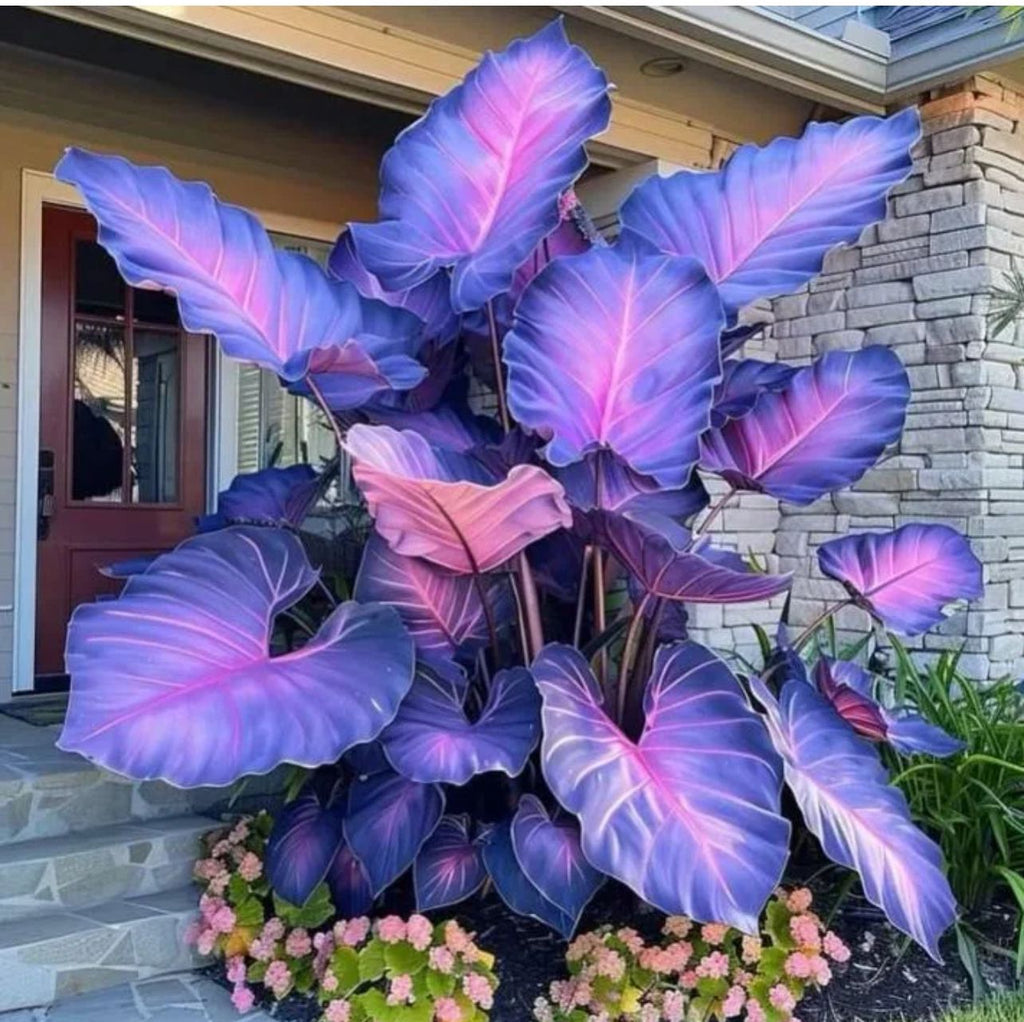 🌈 Giant Caladium Bulbs 🎊The color wizard that creates a dream garden 🌿✨