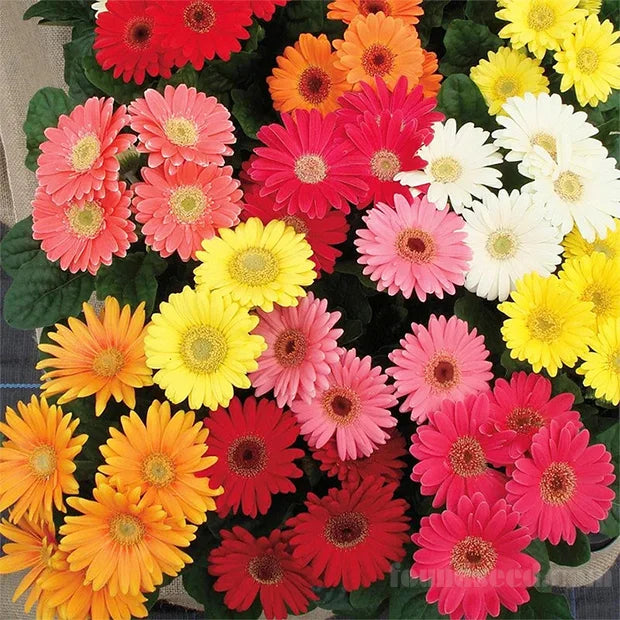 🌼Mixed Color Gerbera Seeds