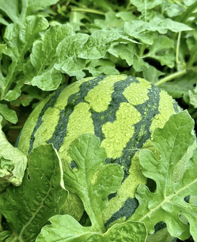 🍉50/100PCS Heirloom Non-GMO Watermelon Seeds – Easy-Grow “Lazy Man” Variety, Sweet & Nutritious, Replant Every Year🌱