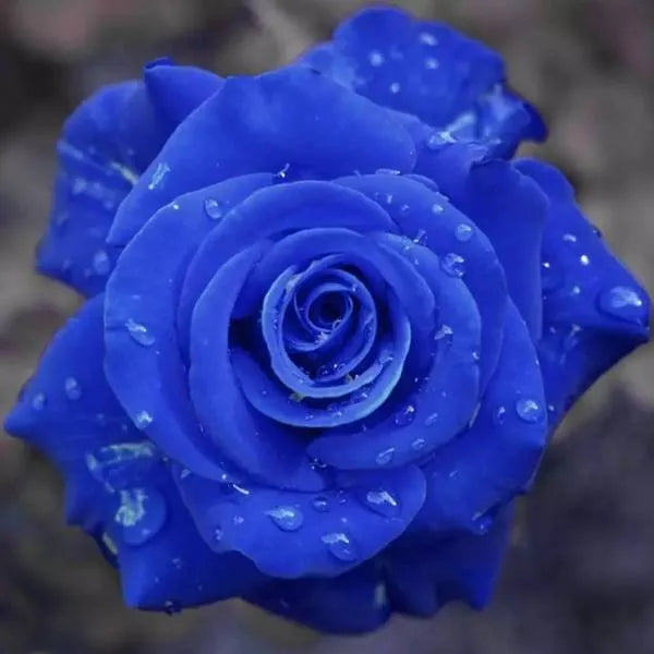 Black Buck Rose Seeds