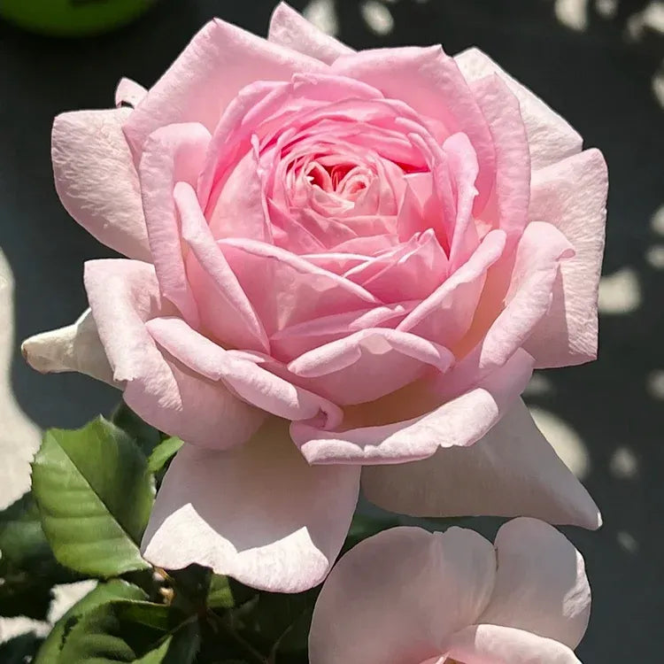 Black Buck Rose Seeds