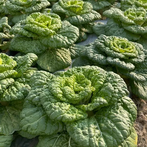 🥬Brassica Narinosa Seeds 🥬
