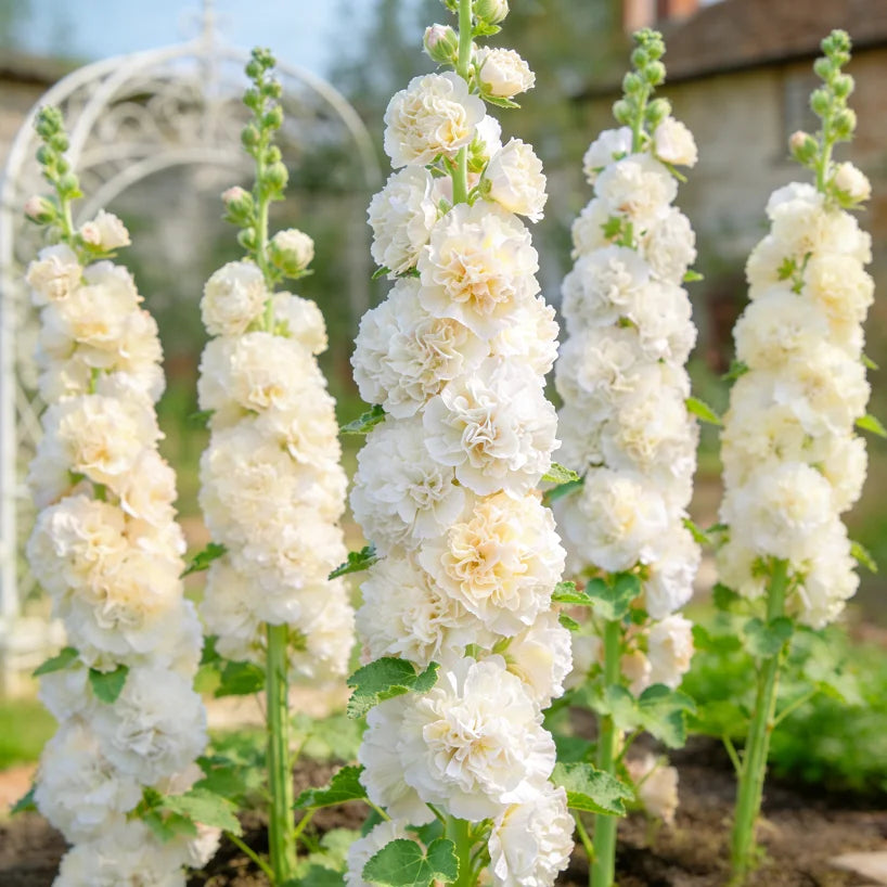 🌸Double Fragrant Hollyhock Seeds
