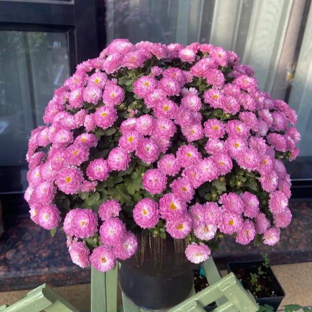 🌼Mix Colors Multiflora Chrysanthemum Seeds