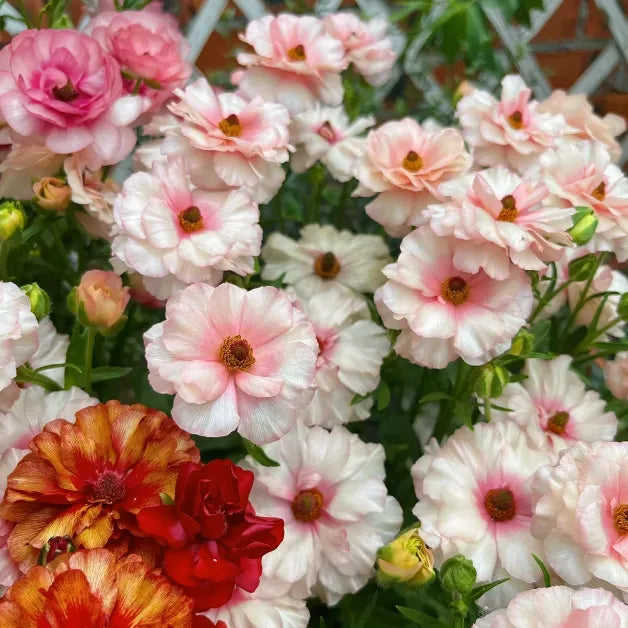 🌸Butterfly Ranunculus Tuberous Roots
