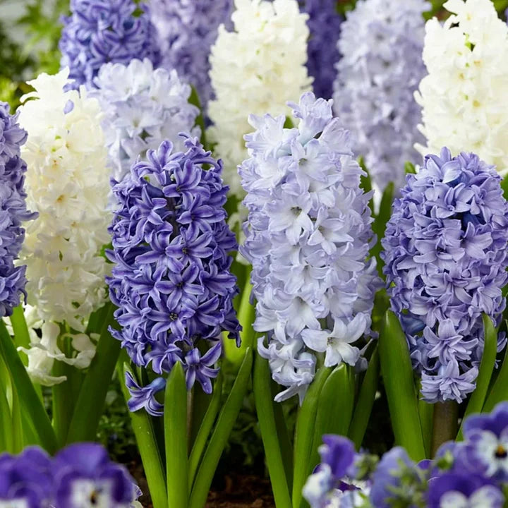 💐Bi-Color Mutation Hyacinth Bulbs