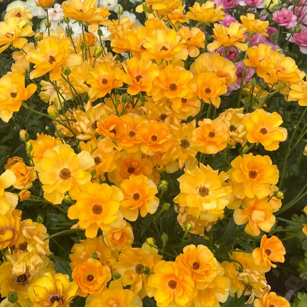 🌸Butterfly Ranunculus Tuberous Roots