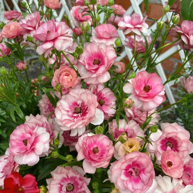 🌸Butterfly Ranunculus Tuberous Roots