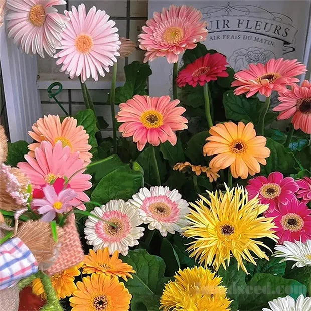 🌼Mixed Color Gerbera Seeds