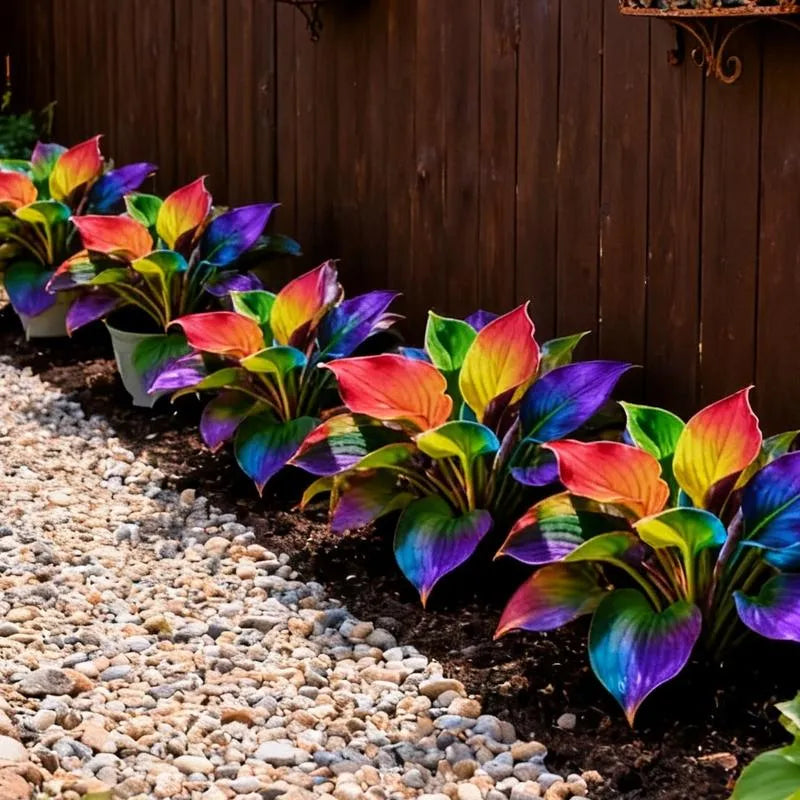 💫2026 Trending Now 🍃 Color Symphony Hostas – Rare Multicolor Perennial for Shaded Gardens & Yards (Non-GMO, Zones 2-11 Grown)