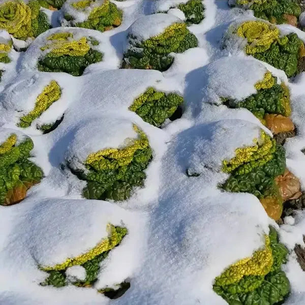 🥬Brassica Narinosa Seeds 🥬