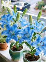 🌺Perfume Lily Bulbs—Fresh and Sweet