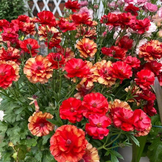 🌸Butterfly Ranunculus Tuberous Roots