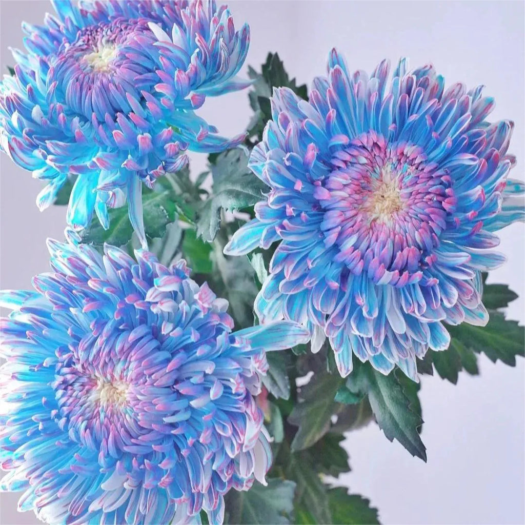 Colorful Peony Chrysanthemum Seeds