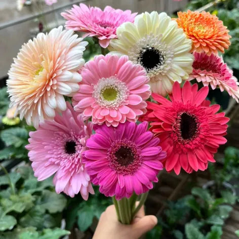 🌼Mixed Color Gerbera Seeds