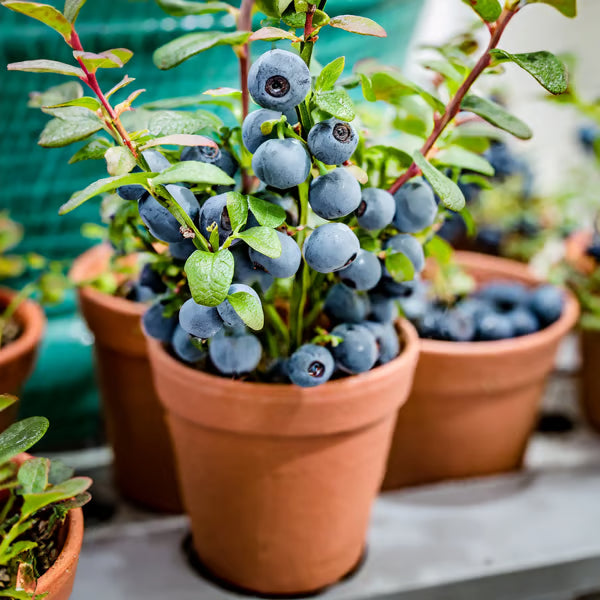 King of Berries - Blueberry Fruit Seeds - Four Seasons Plants