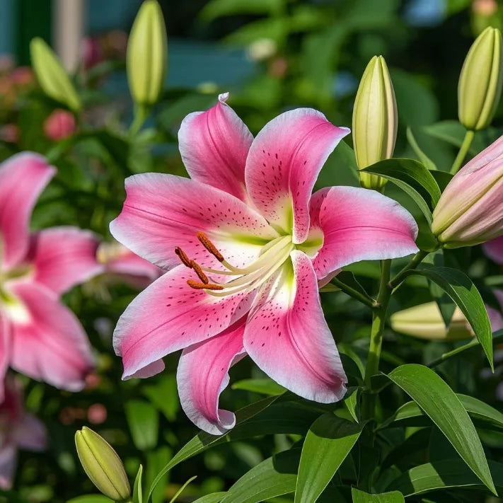 🌺Double Perfume Lily Bulbs—Fresh and Sweet
