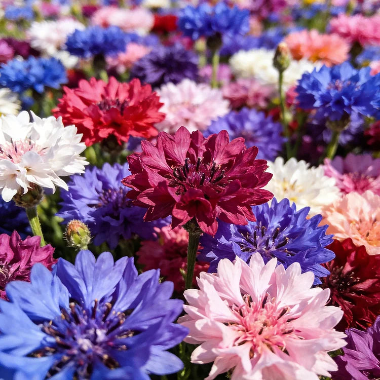 🌼Mixed Color Cornflower Seeds