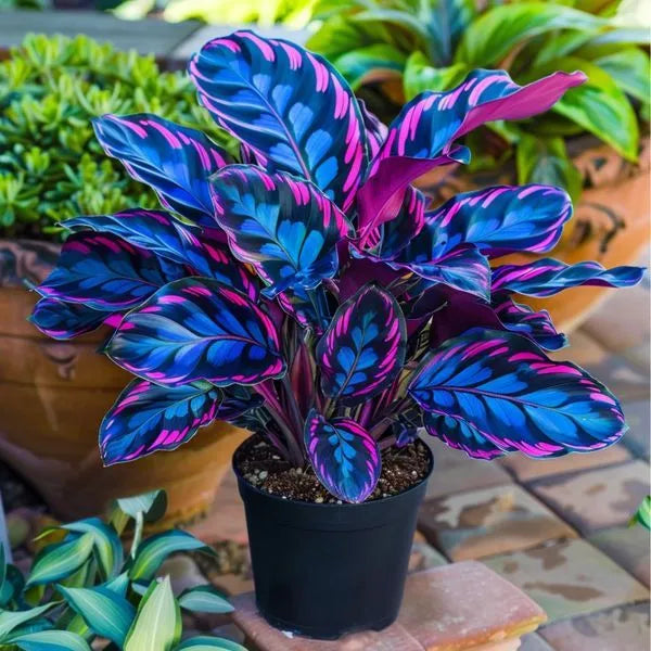 Twilight-Potted Alocasia Bulbs 🍃