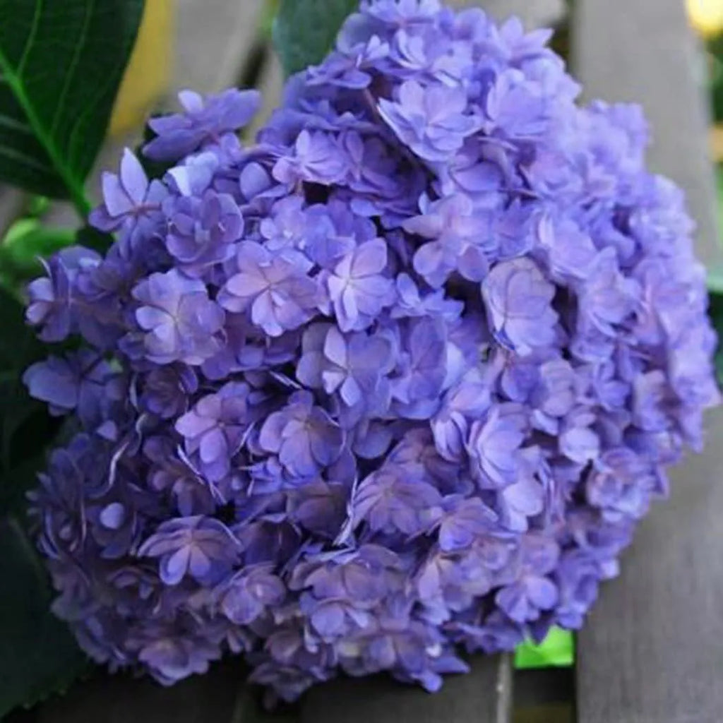 🌈Mix Hydrangea Seeds - Beautiful and Hardy Perennial Seeds for Your Garden