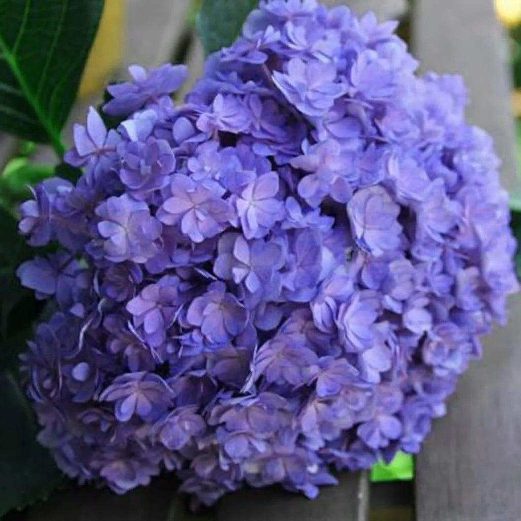 🌈Mix Hydrangea Seeds - Beautiful and Hardy Perennial Seeds for Your Garden
