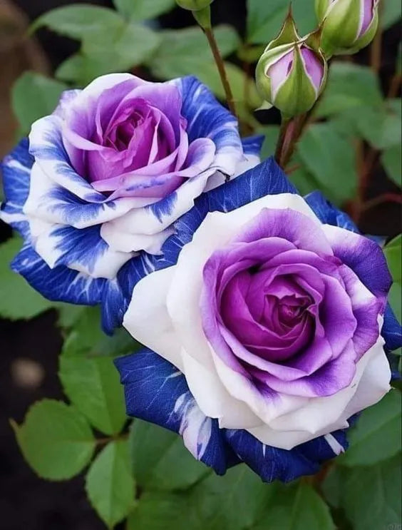 Black Buck Rose Seeds